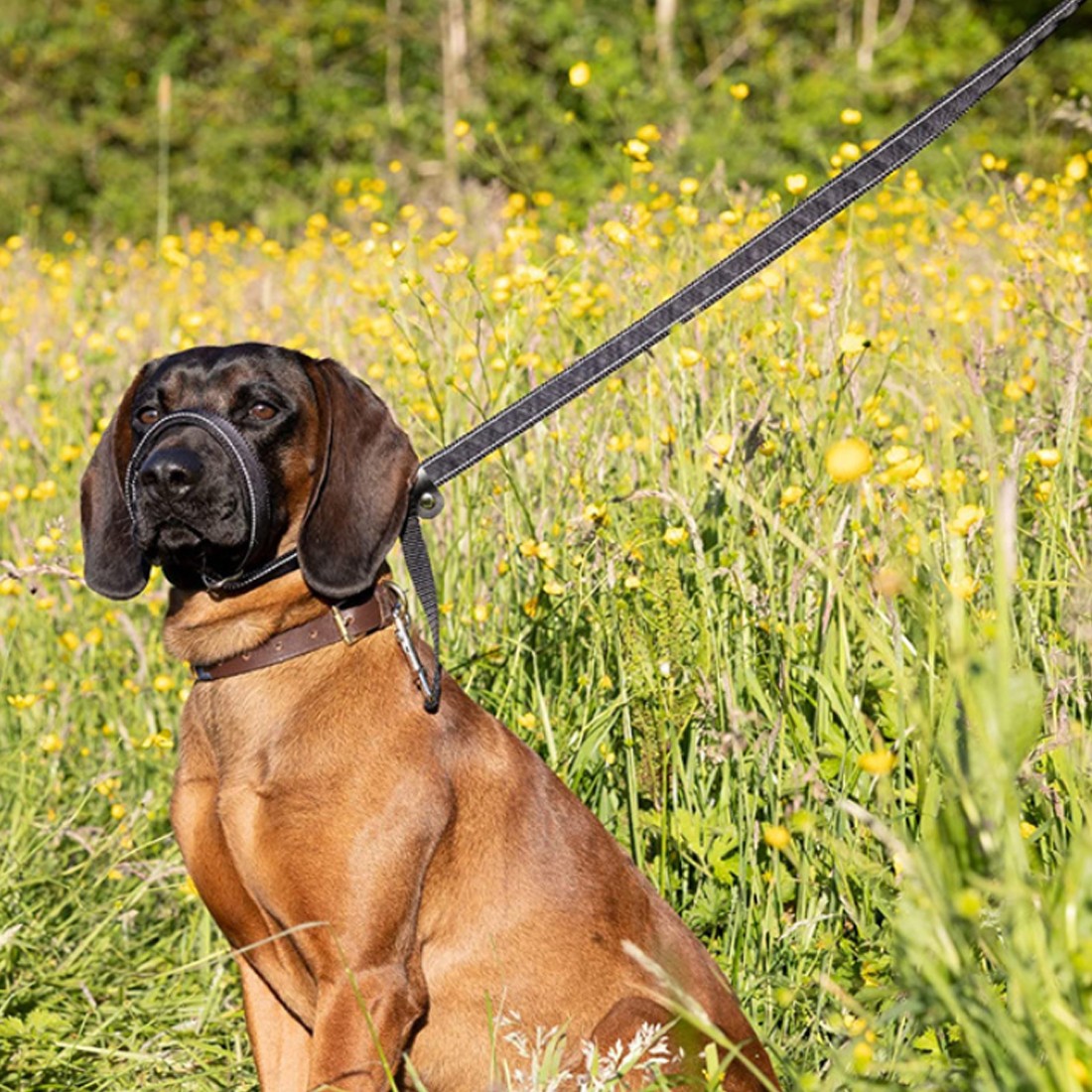 Integrated Anti-Bite Muzzle & Leash For Dogs  Dog Lead  Waste Bag Dispenser Secondary image